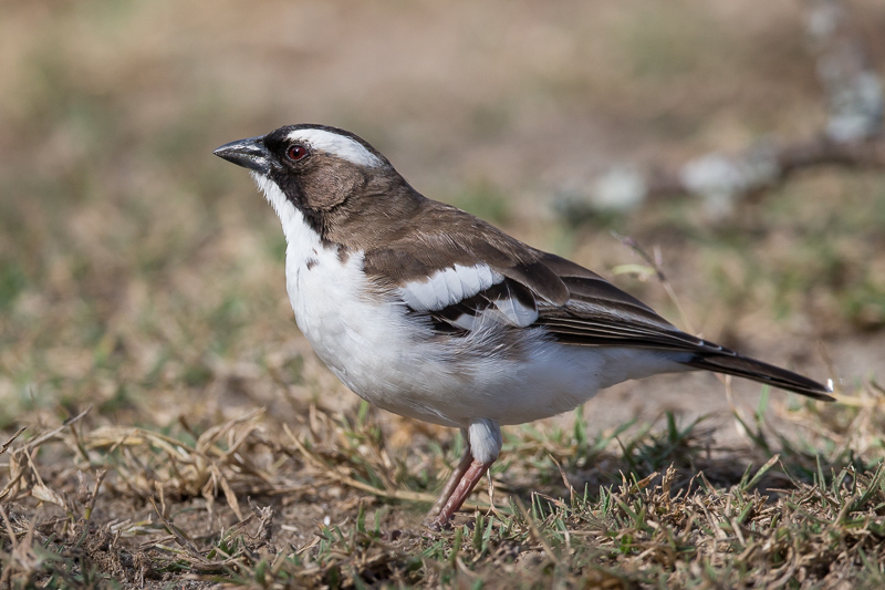 white-browed sparrow-weaver(Plocepasser mahali)