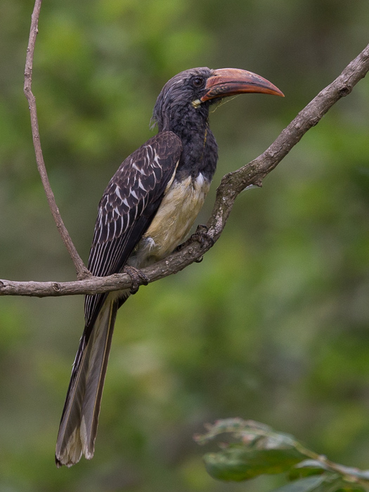 hemprich's hornbill(Tockus hemprichii)