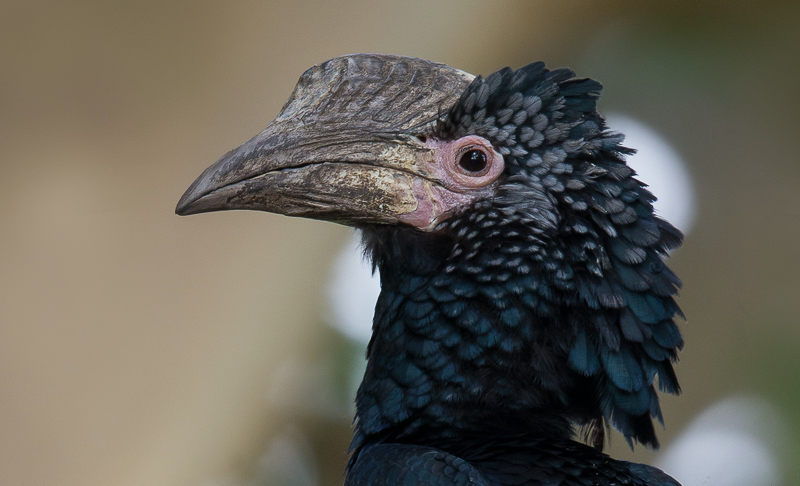 silvery-cheeked hornbill (f.)(Bycanistes brevis)