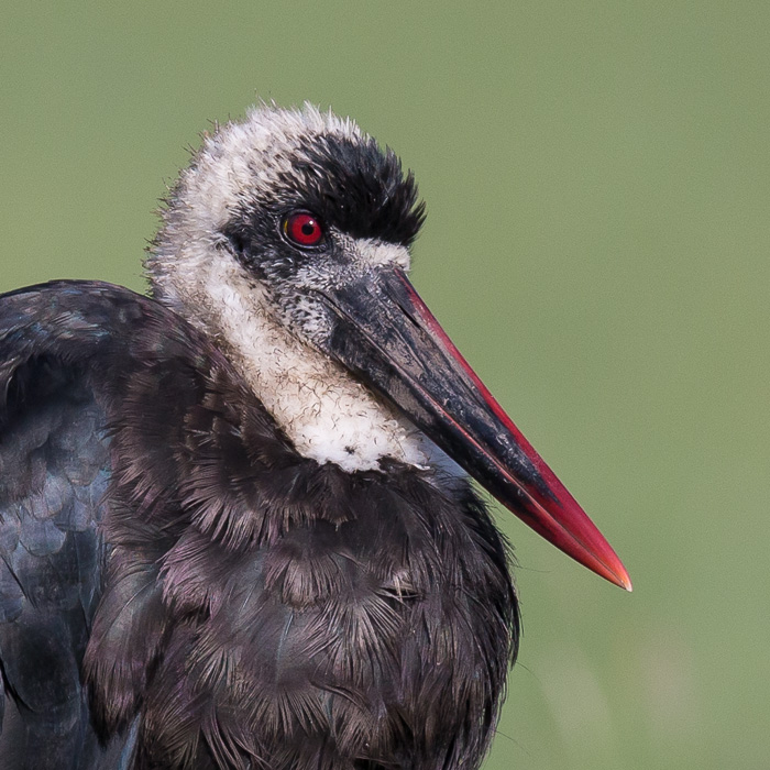 woolly-necked stork(Ciconia episcopus)
