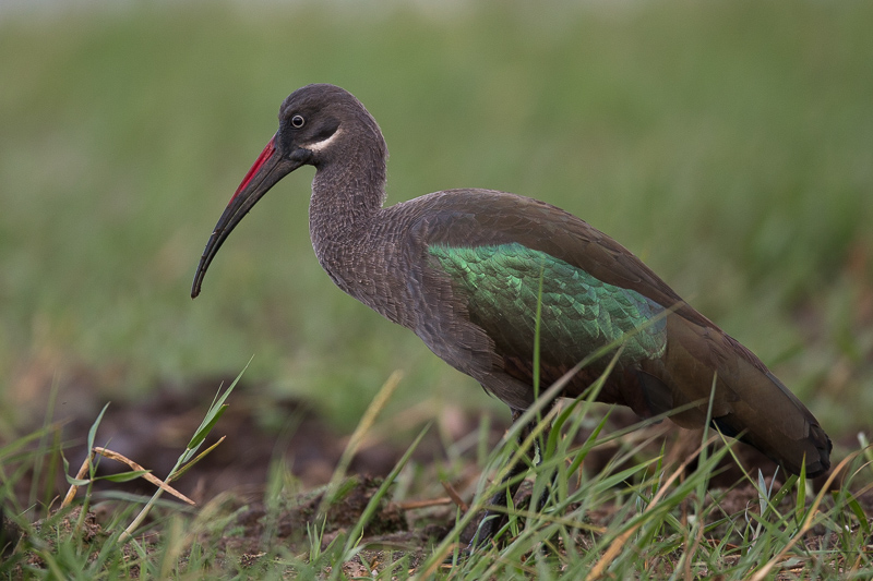 hadada ibis(Bostrychia hagedash)