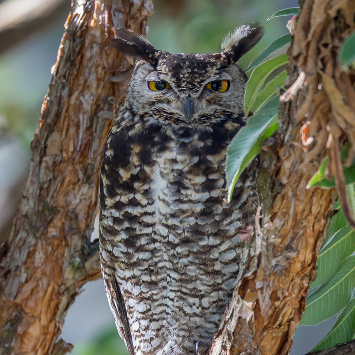 cape eagle-owl(Bubo capensis)