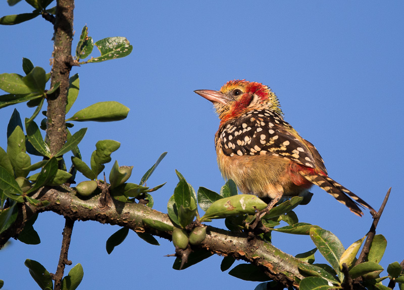 red-and-yellow barbet(Trachyphonus erythrocephalus)