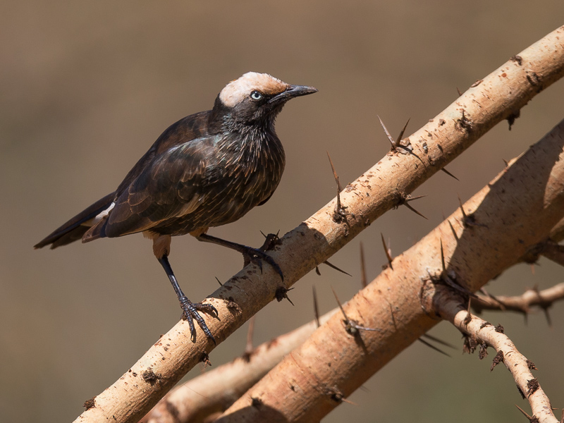 white-crowned starling(Spreo albicapillus)