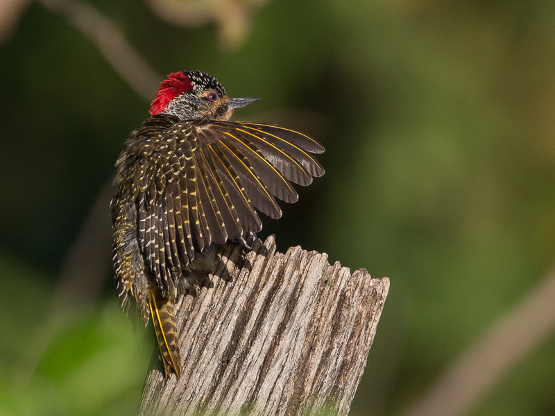 nubian woodpecker(Campethera nubica)