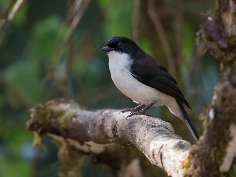 dark-backed sibia(Heterophasia melanoleuca)