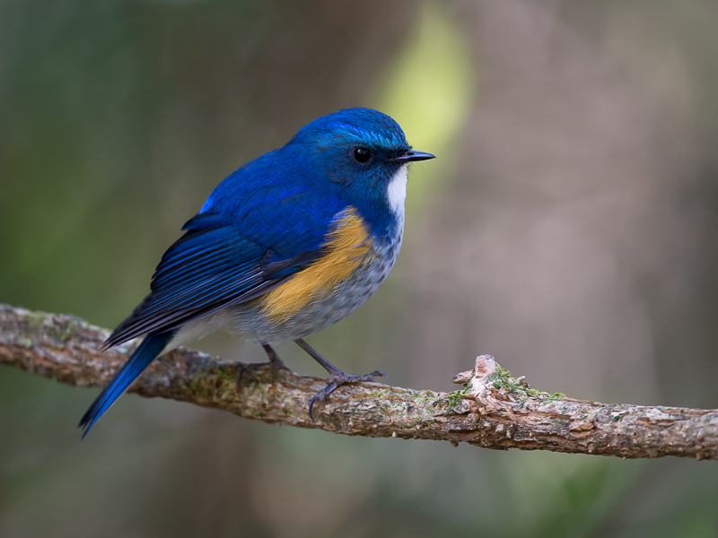 himalayan bluetail (m.)(Tarsiger rufilatus)