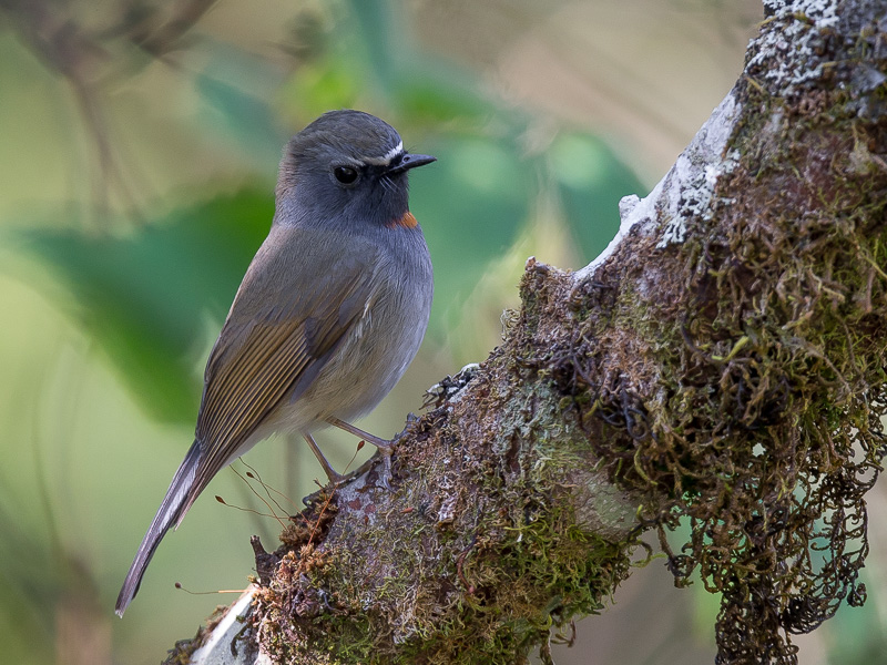 rufous-gorgeted flycatcher(Fidecula strophiata)