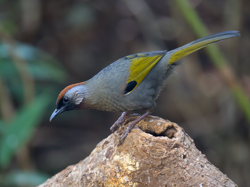 silver-eared laughingthrush(Trochalopreron melanostigma)