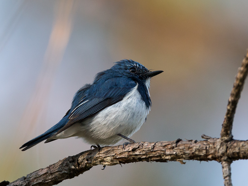 ultramarine flycatcher(Fidecula superciliaris)