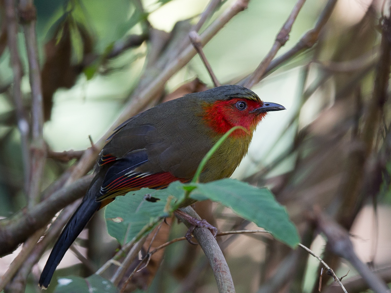 red-faced liocichla(Liocichla phoenicea)