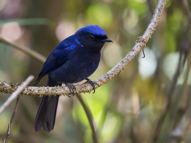 large niltava (m.)(Niltava grandis)