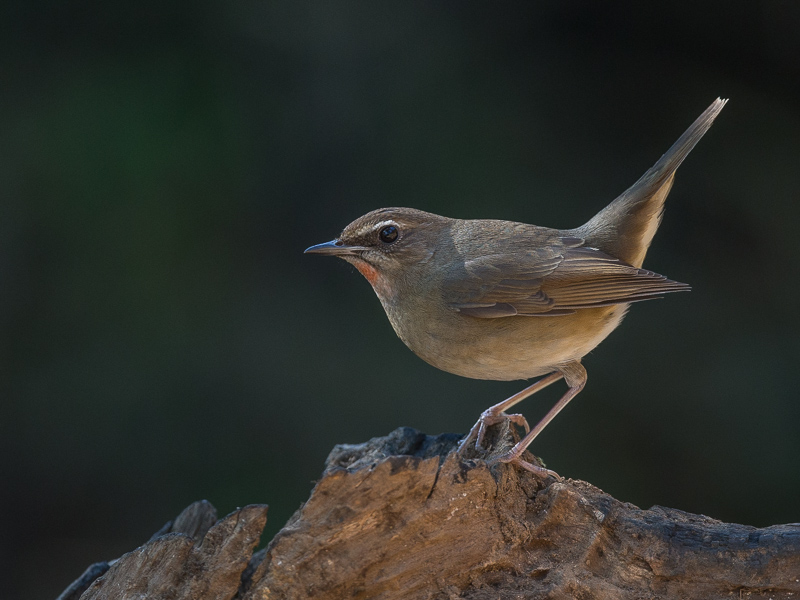 siberian rubythroat(Calliope calliope)