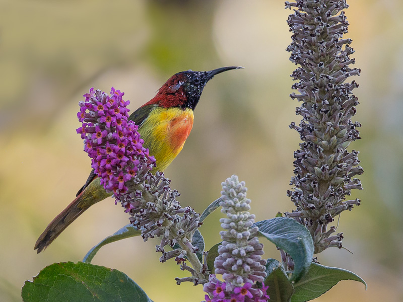 fire-tailed sunbird(Aethopyga ignicauda)