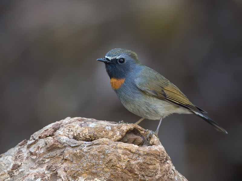 rufous-gorgeted flycatcher(Fidecula strophiata)