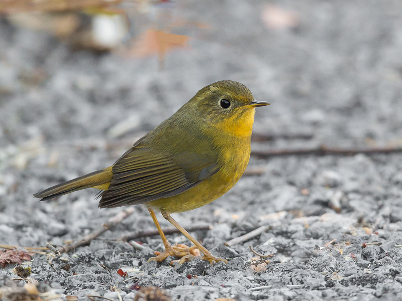 golden bush robin(Tarsiger chrysaeus)