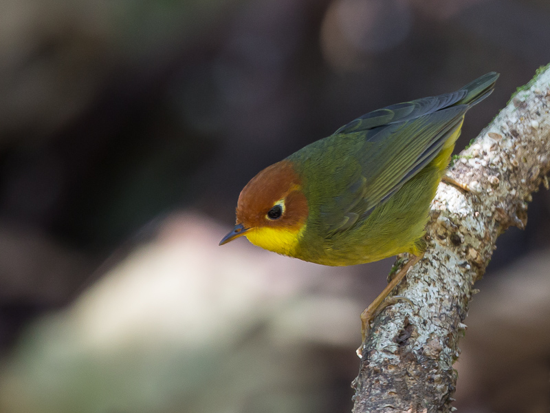 chestnut-headed tesia(Tesia castaneocoronata)