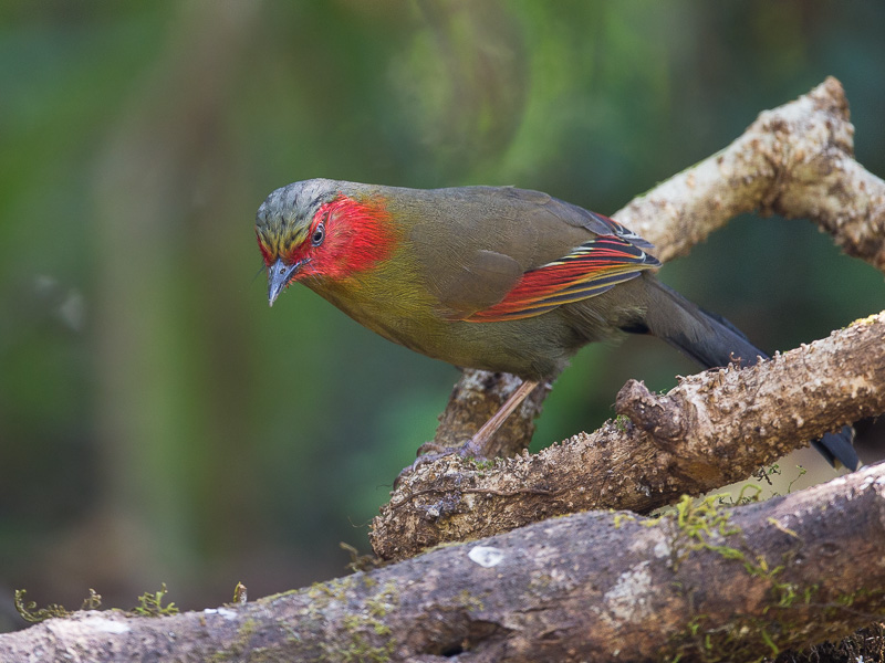 red-faced liocichla(Liocichla phoenicea)