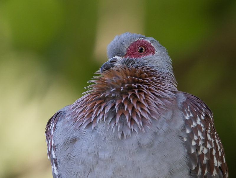 speckled pigeon(Columba guinea)