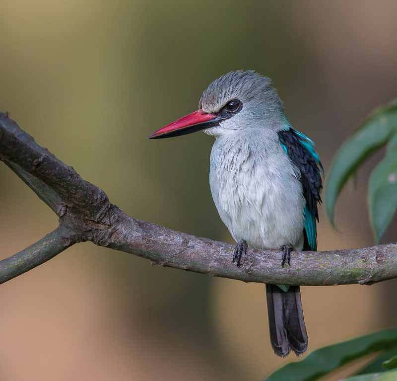 woodland kingfisher<br><i>(Halcyon senegalensis)</i>