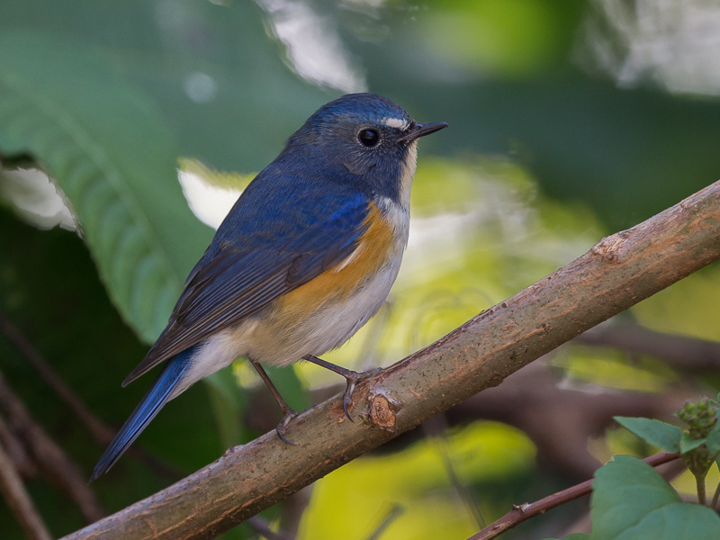 red-flanked bluetail(Tarsiger cyanurus)