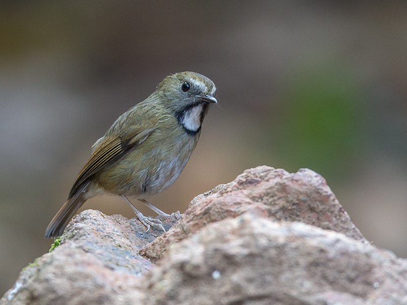 white-gorgeted flycatcher(Fidecula monileger)