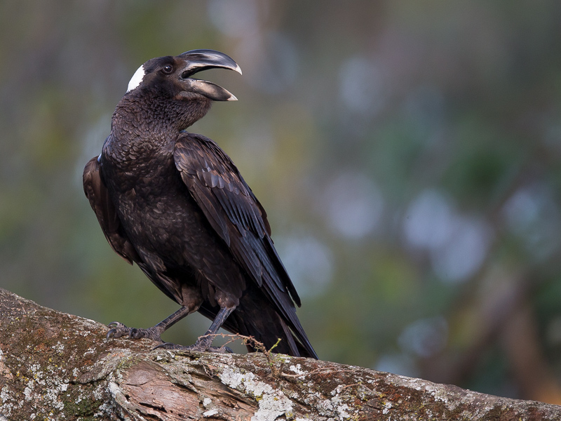 thick-billed raven(Corvus crassirostris)