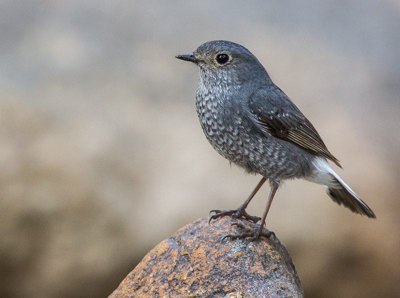 plumbeous water redstart (f.)(Phoenicurus fuliginosus)