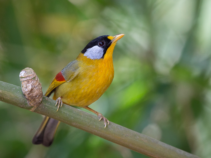 silver-eared mesia(Leiothrix argentauris)