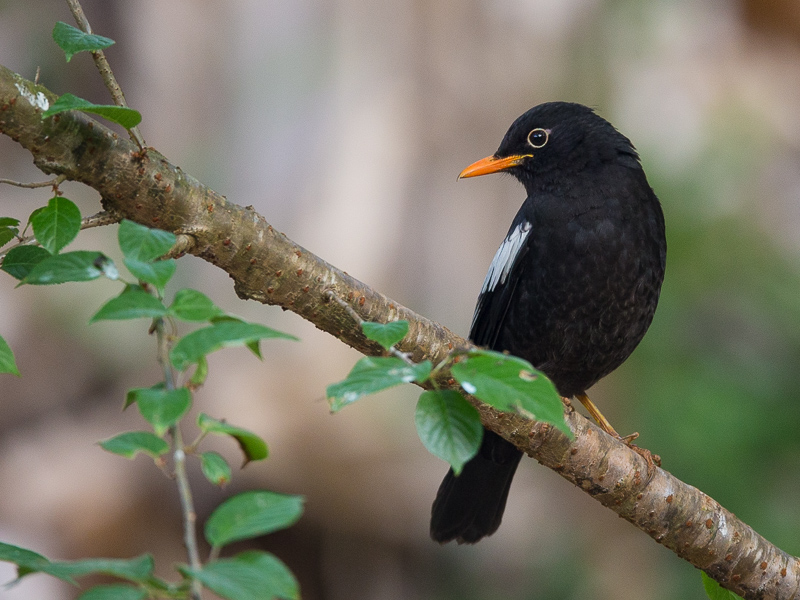 grey-winged blackbird(Turdus boulboul)