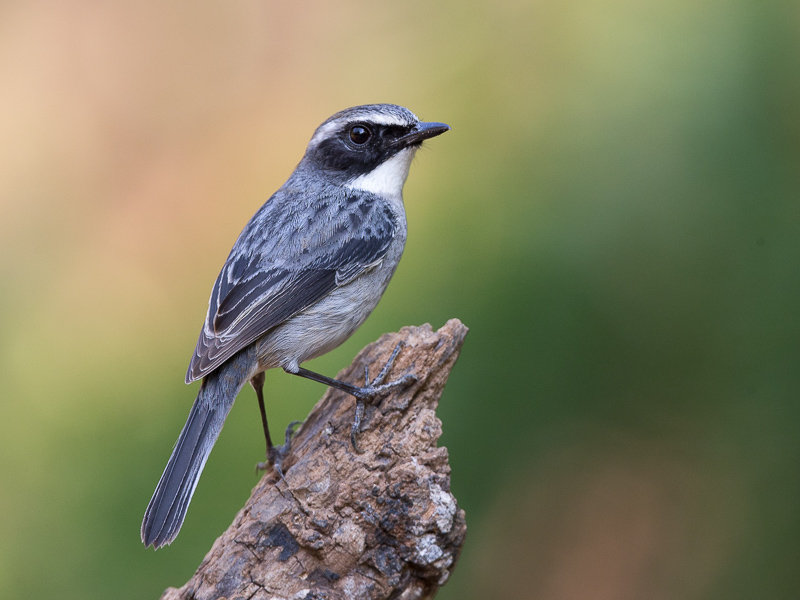 grey bushchat (m.)<br><i>(Saxicola ferreus)</i>