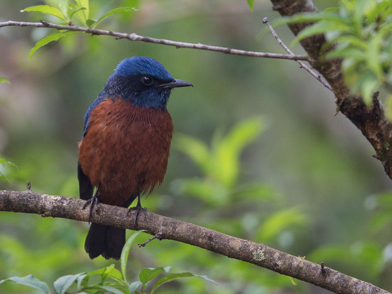 chestnut-bellied rock-thrush (m.)(Monticola rufiventris)