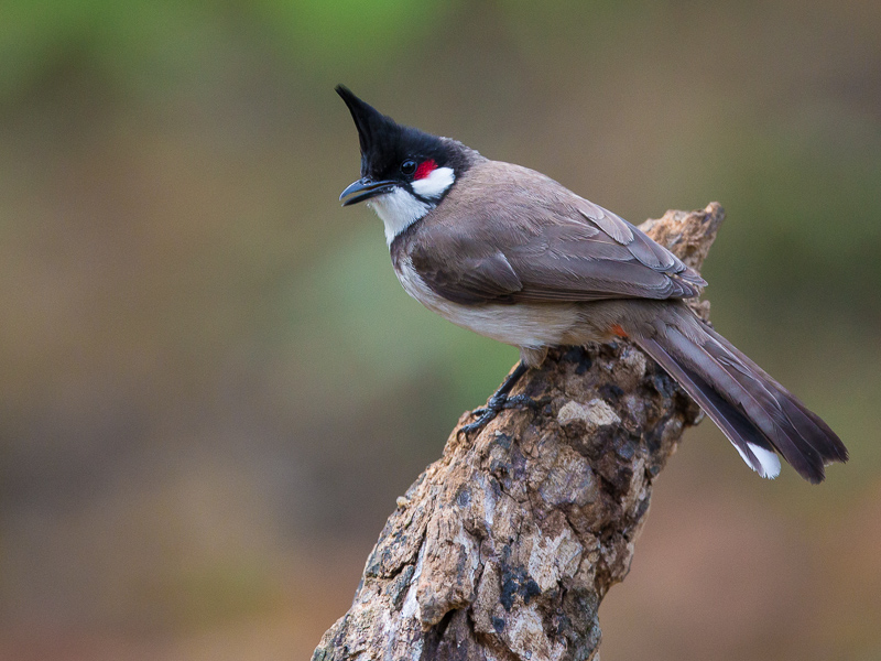 red-whiskered bulbul(Pycnonotus jocosus)