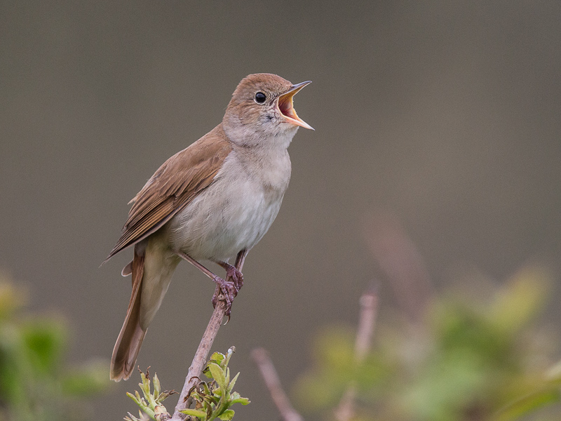 common nightingale (Luscinia megarhynchos)