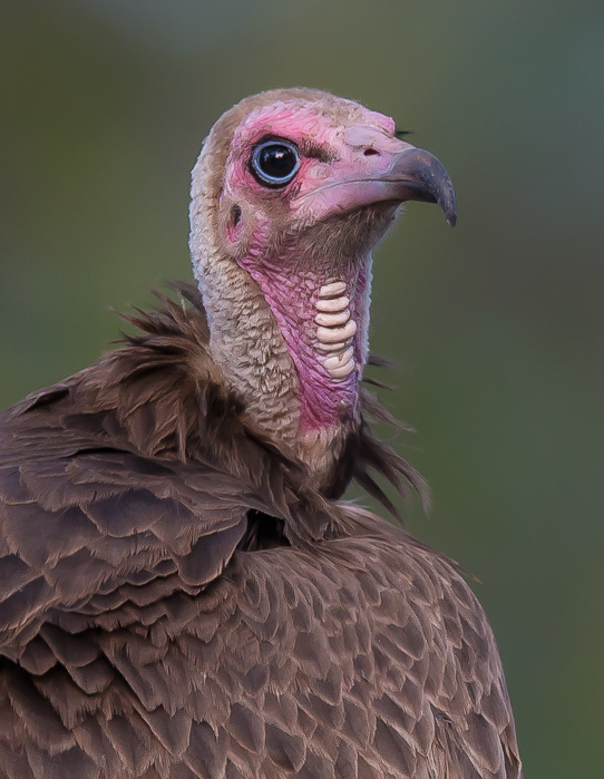hooded vulture(Necrosyrtes monachus)