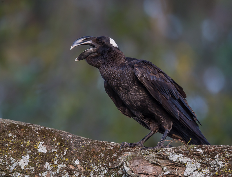 thick-billed raven(Corvus crassirostris)