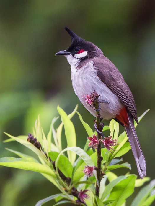 red-whiskered bulbul(Pycnonotus jocosus)