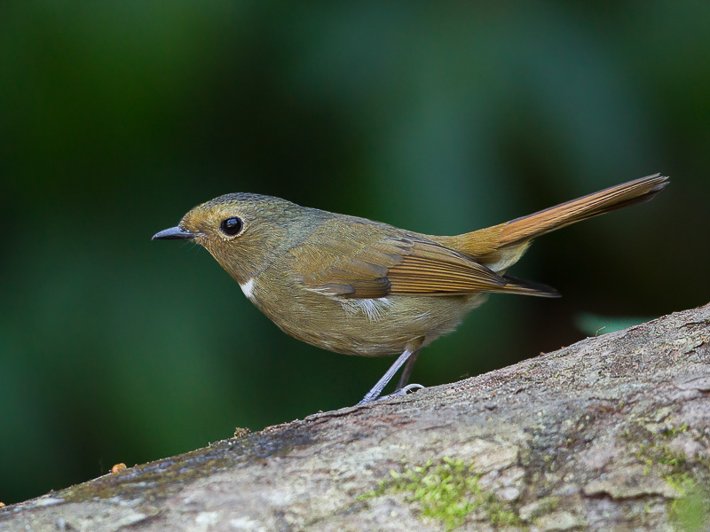 small niltava(Niltava macgrigoriae)