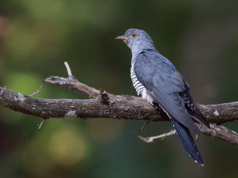 himalayan cuckoo(Cuculus saturatus)