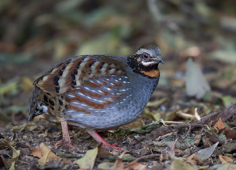 rufous-throated partridge(Arborophila rufogularis)