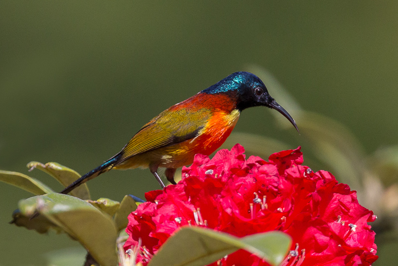 green-tailed sunbird(Aethopyga nipalensis)