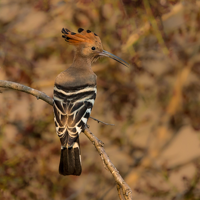 eurasian hoopoe(Upupa epops)