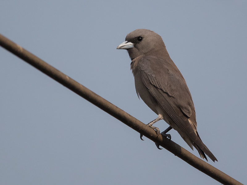 ashy woodswallow(Artamus fuscus)