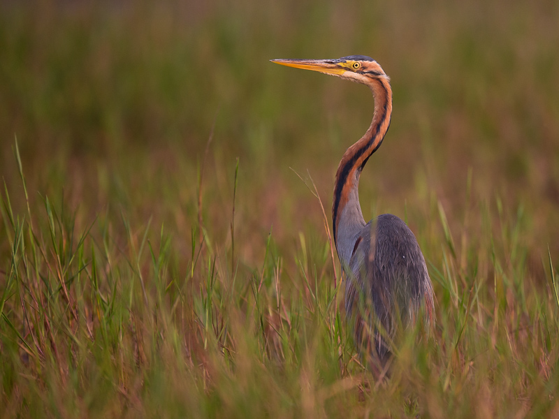 purple heron(Ardea purpurea)