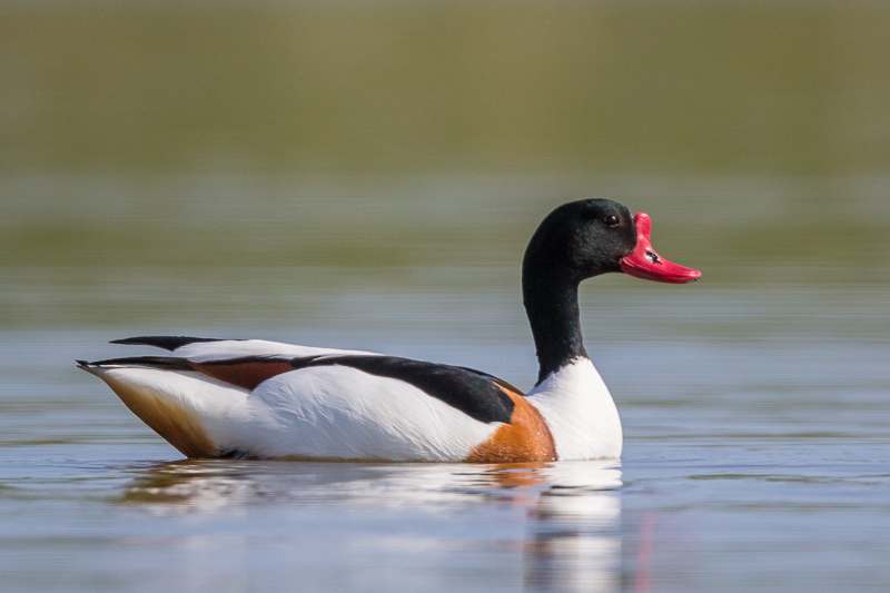 common shelduck(Tadorna tadorna)