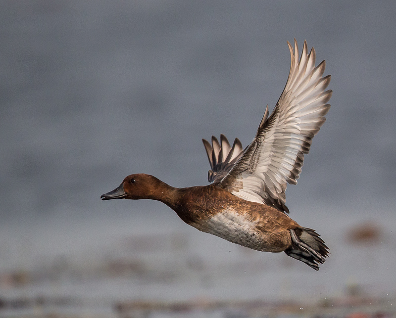 ferruginous duck(Aythya nyroca)