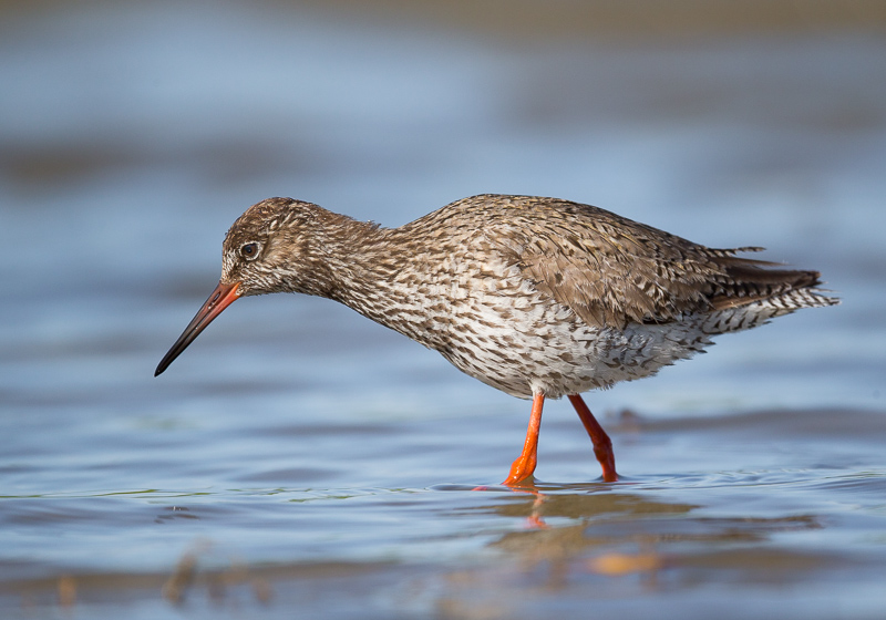 common redshank(Tringa totanus)