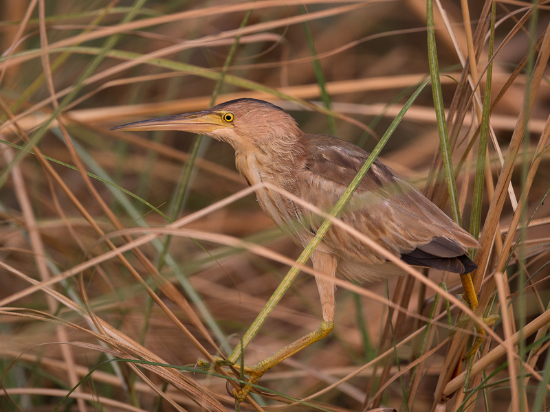 yellow bittern<br><i>(Ixobrychus sinensis)</i>