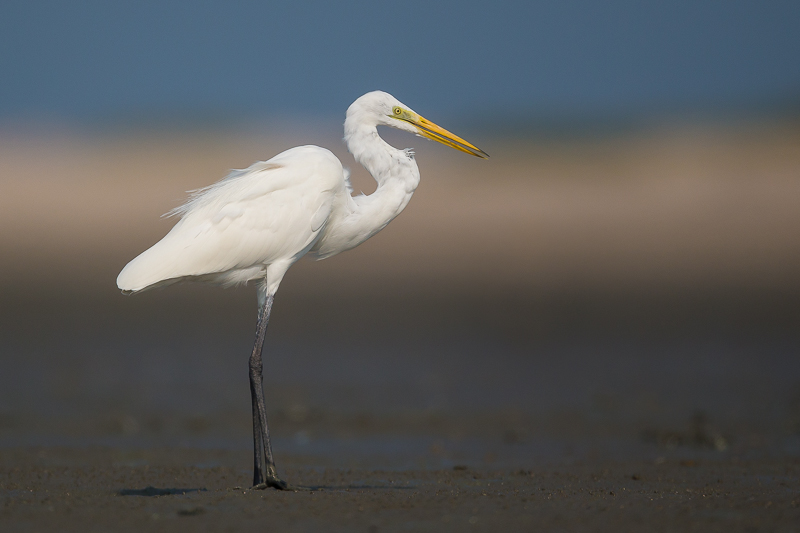 great egret(Ardea alba)