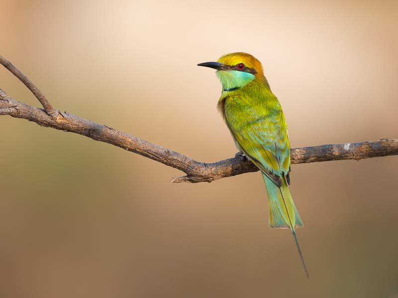 green bee-eater(Merops orientalis)